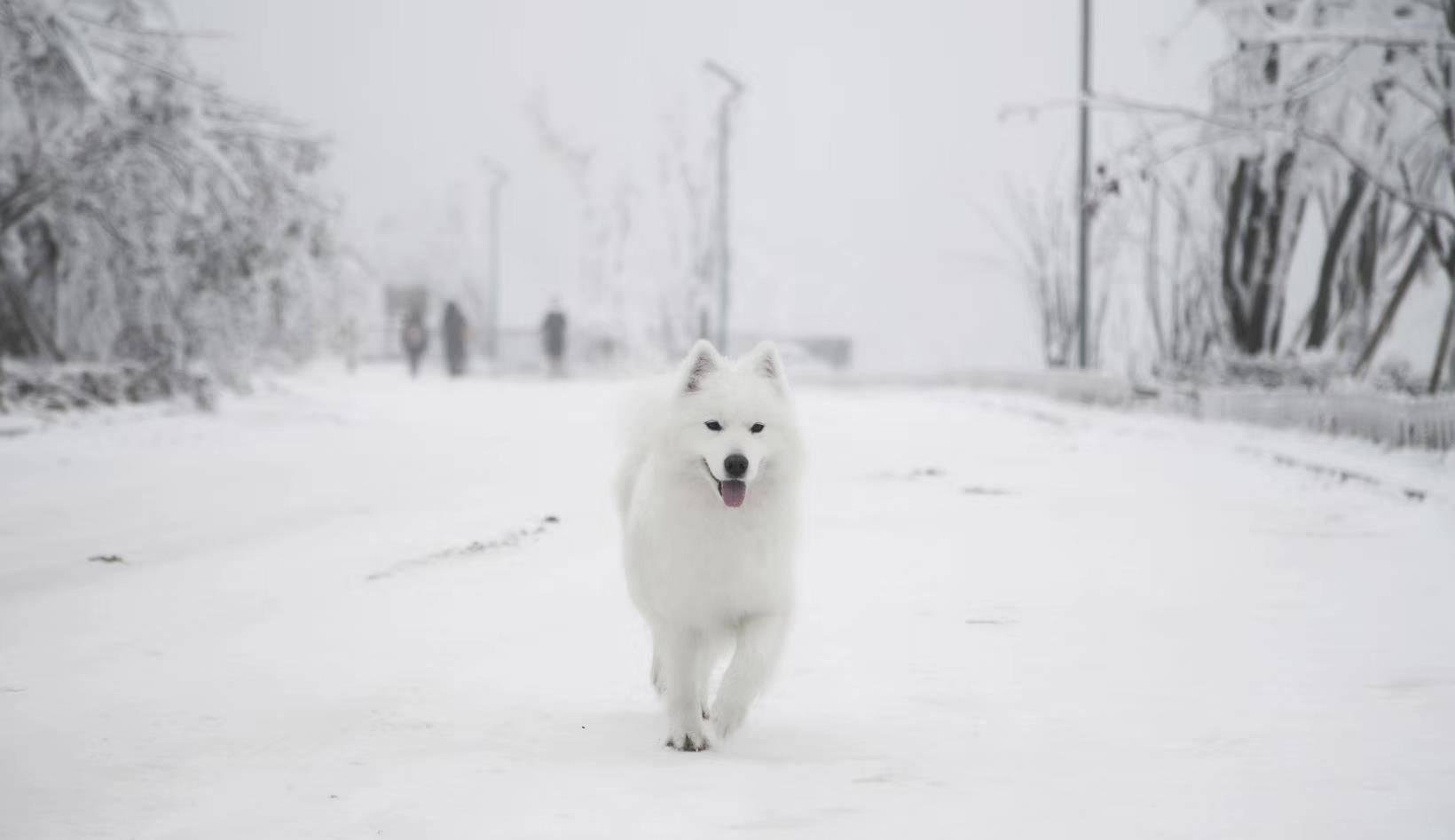 南方的雪橇犬,第一次见到雪时,会是啥样的表情_萨摩耶