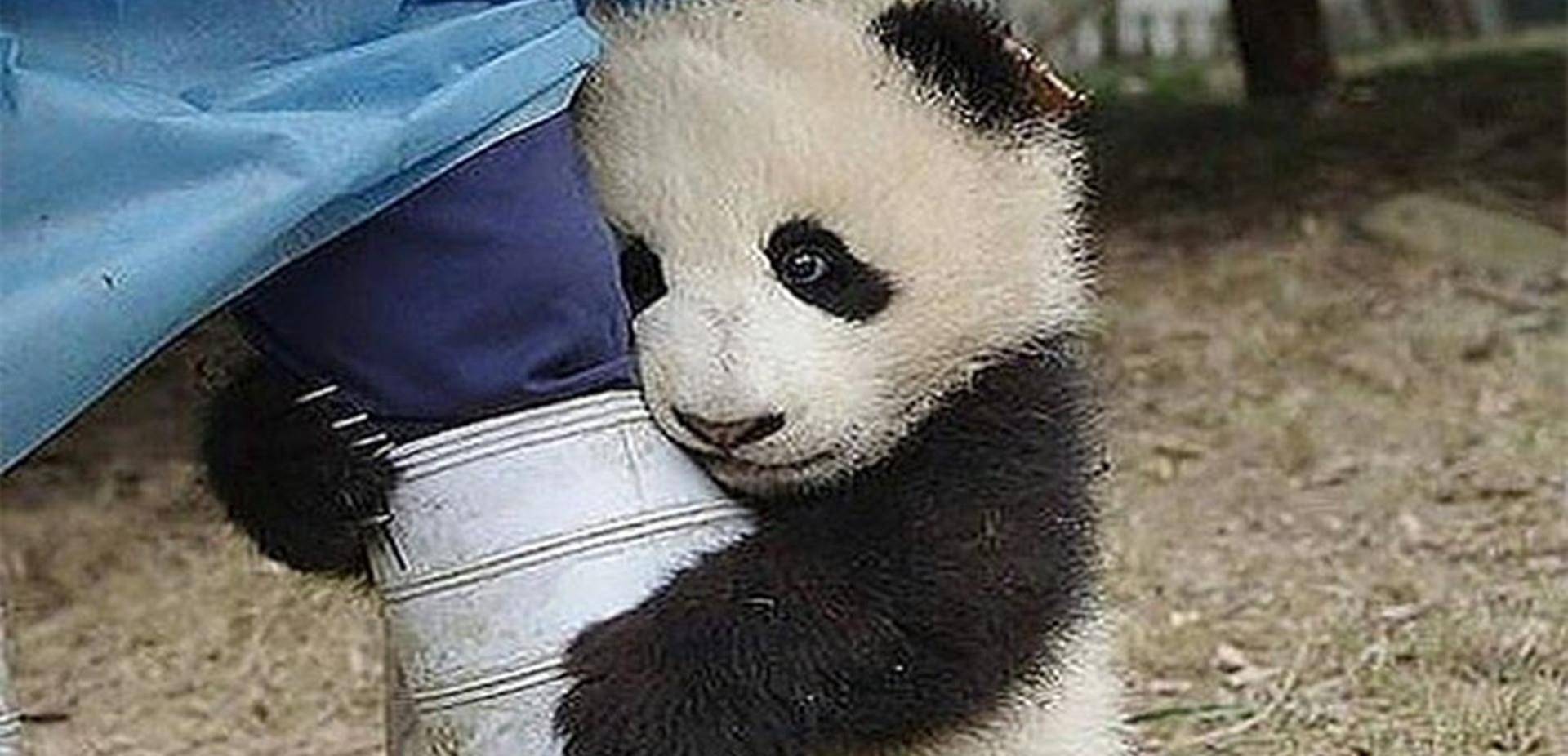 大熊猫宝宝太调皮了,被教训了,只好一个人去思过