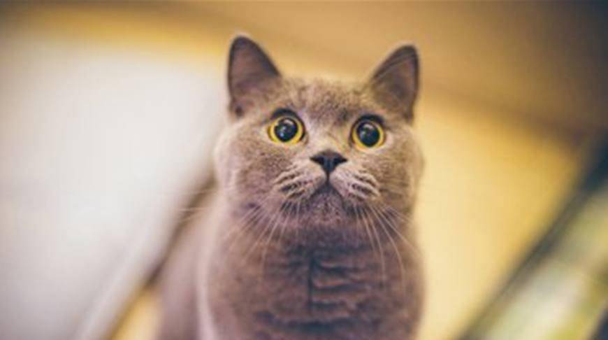 全球公认最可爱的4种猫,尤其是最后一种,女生见了都尖叫!