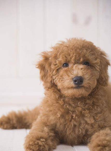 宠物狗:贵宾犬是人类的好朋友,眼神呆萌行为可爱,被萌化了