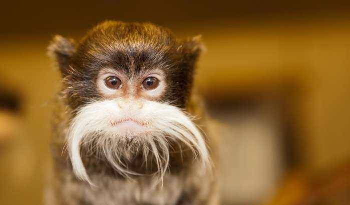 男女老少都有一把大白胡子,这种猴子长得好猎奇!_动物