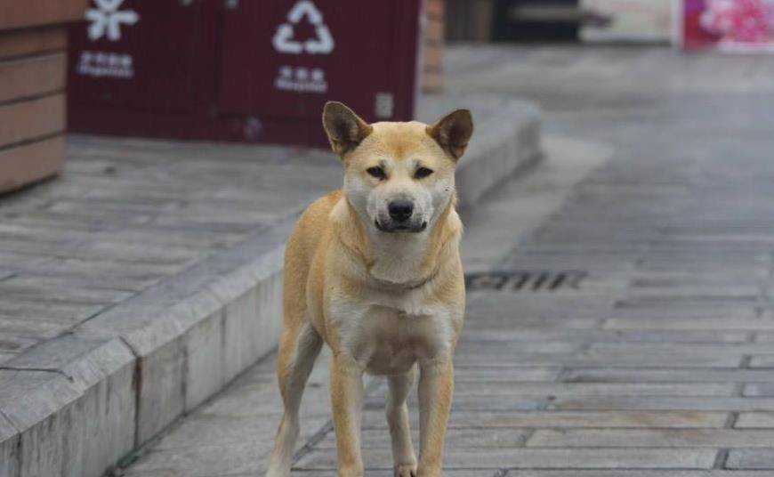 中国本土最古老的犬种之一,中华田园犬_柴狗