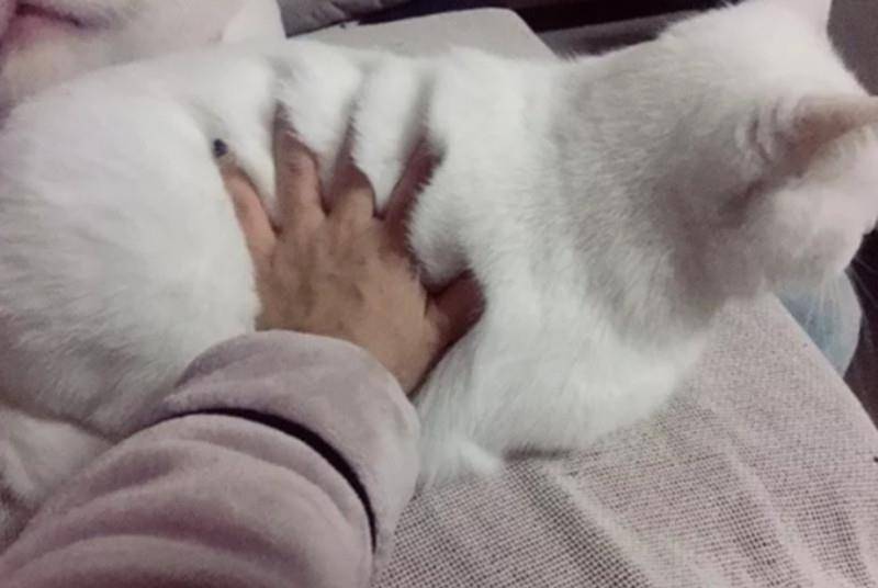 主人把手掌按在猫咪身上后,出现了这种神奇的现象,铲屎官笑疯了