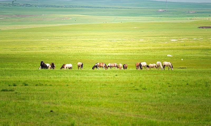 夏季的内蒙古大草原,水草丰美,气候凉爽,是绝佳的避暑秘境.