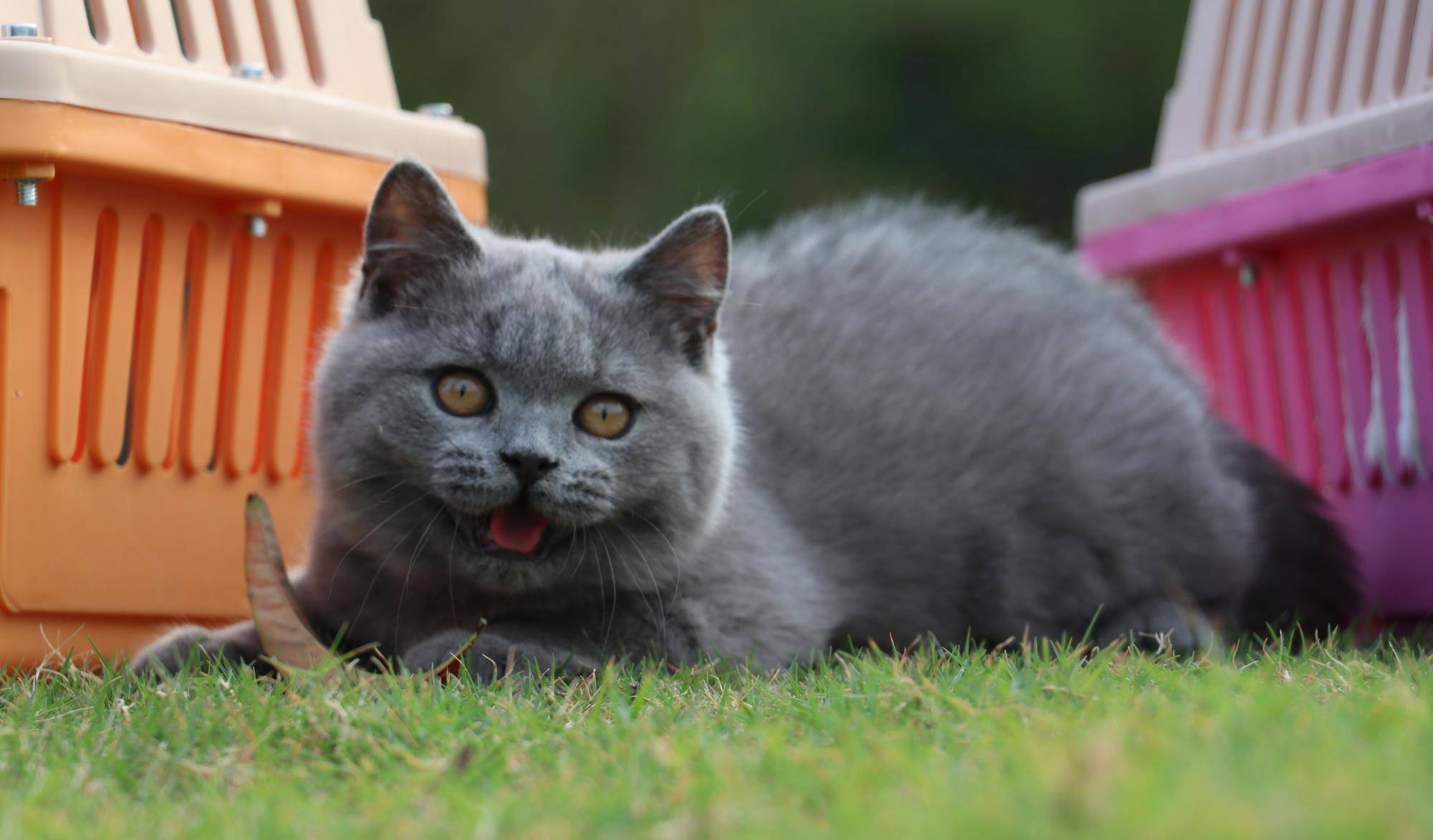 沐米猫舍 英国短毛猫 英短蓝猫 照片