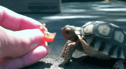 原创为何乌龟咬人后,打死也不松口?只需一招:让它松口转身就逃!