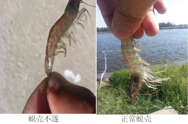 脱壳是对虾的"生命难关",造成脱壳不遂的"罪魁祸首"竟