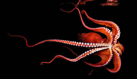 海里捕捉到32条腿的章鱼,专家,遭受辐射变异曾在日本多次发现