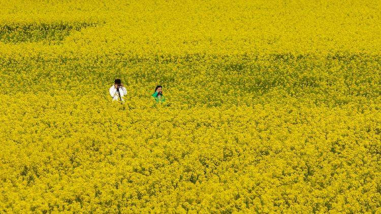 汉中油菜花