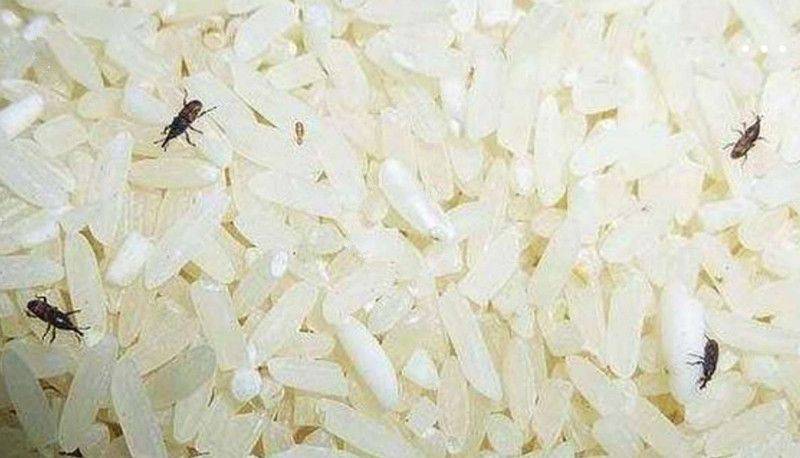 a:米虫本身没有病毒,除虫后再把米淘干净,可以放心食用的.