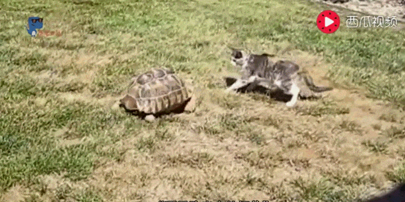 乌龟想吃猫粮,脸却被猫咪