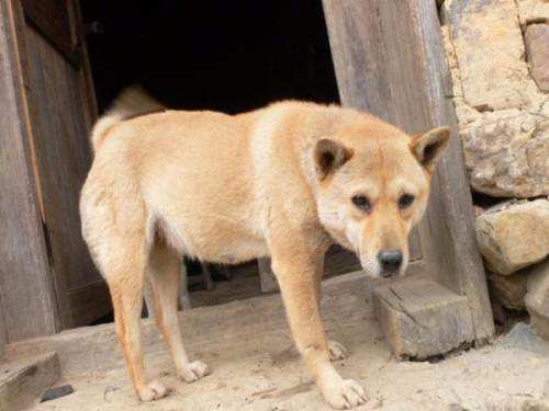 而一旦被抛弃的中华田园犬,等待它的就只剩下死亡了,因为很多狗贩子就