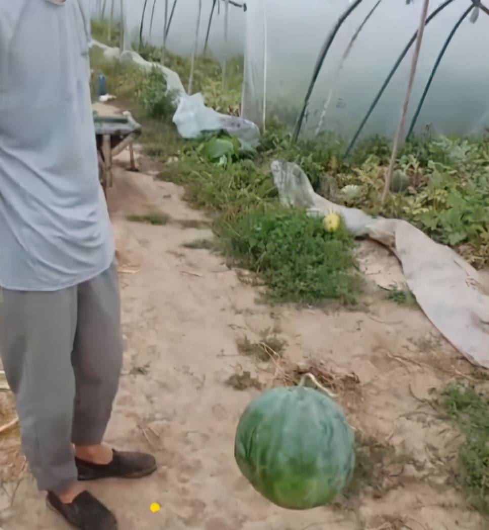 河南一男子把西瓜摔了七八次竟完好无损,剖开一看让他