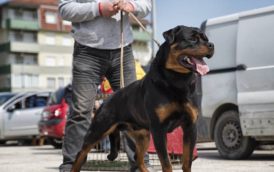 罗威纳犬为什么能成为警犬?这5个原因,让人无法反驳