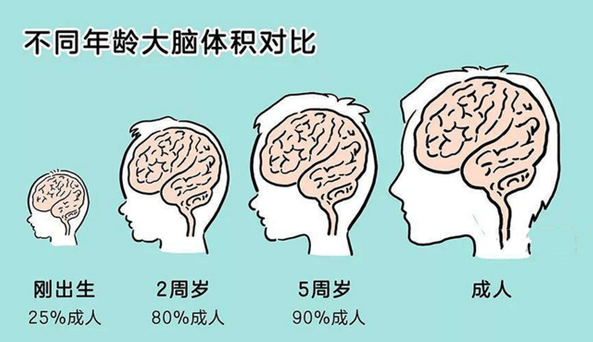 原创哈佛研究证实,孩子大脑发育存在"空档期",多数家长在白费力气