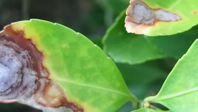 花园中常见的病虫害及防治方法_植物