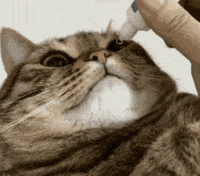 猫咪会因为伤心难过哭泣吗?