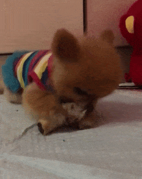 博美啃骨头崩掉牙,主人关心狗子被误解,狗:不许抢我的