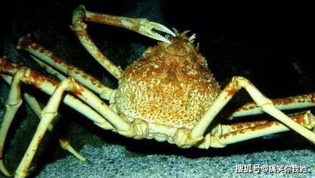 世界上最大的螃蟹:重可达20公斤肉质鲜美,却被称之为"