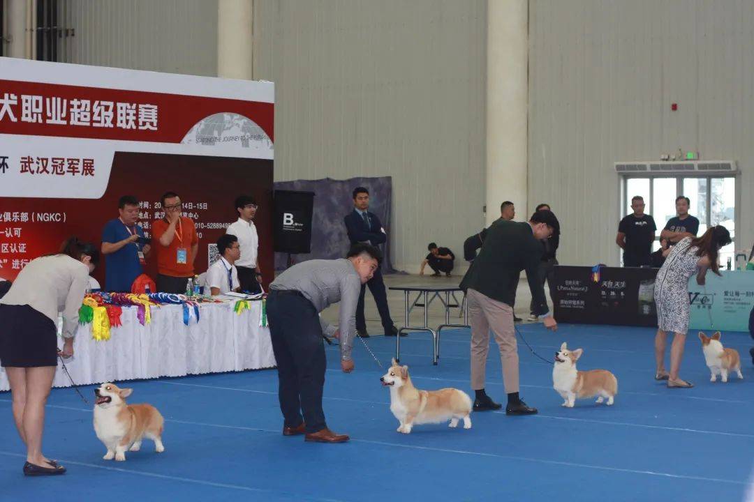 新宠物时代的列车,9月18日cpf华中武汉宠物展带你飞驰