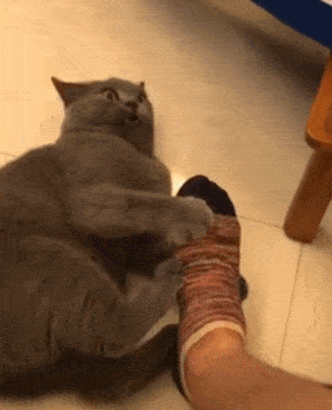 铲屎官把自己的脚给猫咬,猫咪咬了一口就不对劲了,好臭啊!