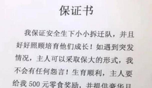 哈士奇生娃前被女主人"强迫"签下保证书,看到内容后令人捧腹!