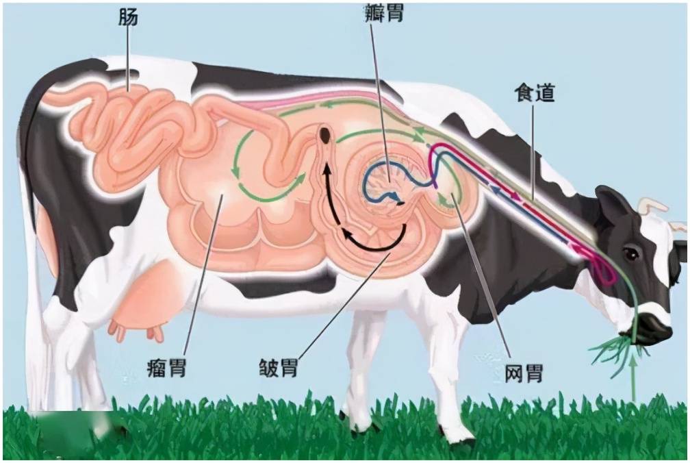 作为反刍动物,牛,羊都长了四个胃.