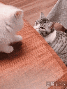 猫咪带着伊丽莎白圈吃东西,意外发生了