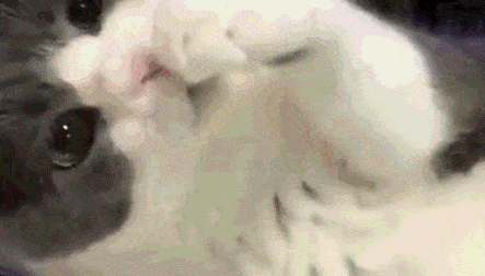 原创心机铲屎官给主子喂了点猫薄荷,然后