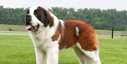 原创体型堪比藏獒的瑞士国宝圣伯纳犬,适合词养吗?