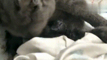 356_200gif 动态图 动图