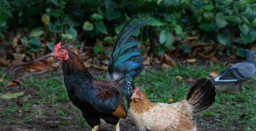 原创被部长点名的新加坡野鸡,居然是8000岁的祖宗