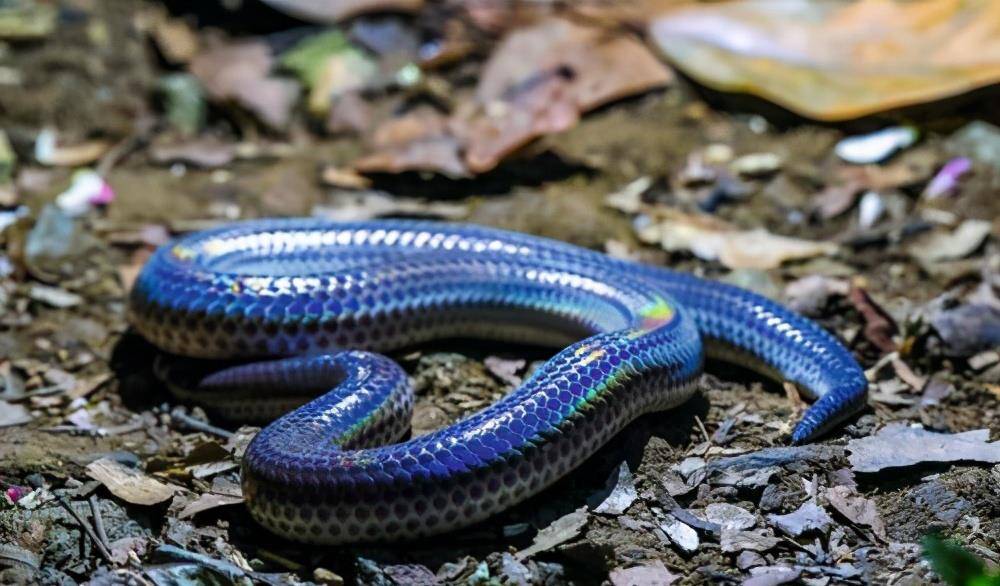 原创海南闪鳞蛇在湖南,是中国特有物种,珍稀罕见