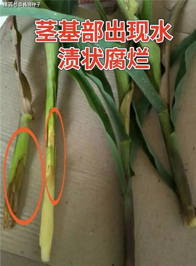 7月,玉米细菌性茎基腐病或将暴发!掌握3大关键点,早做