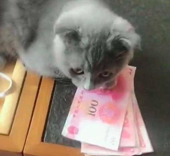 猫咪看到钱,"小财迷"顿时就不淡定了,没想到它是这样的猫