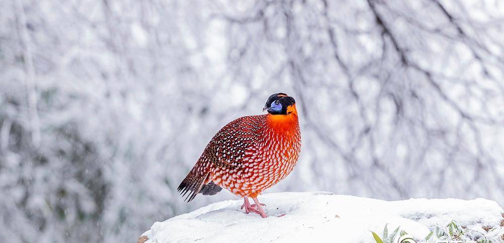 原创萌萌哒!重庆南川红腹角雉等动物雪中觅食如精灵