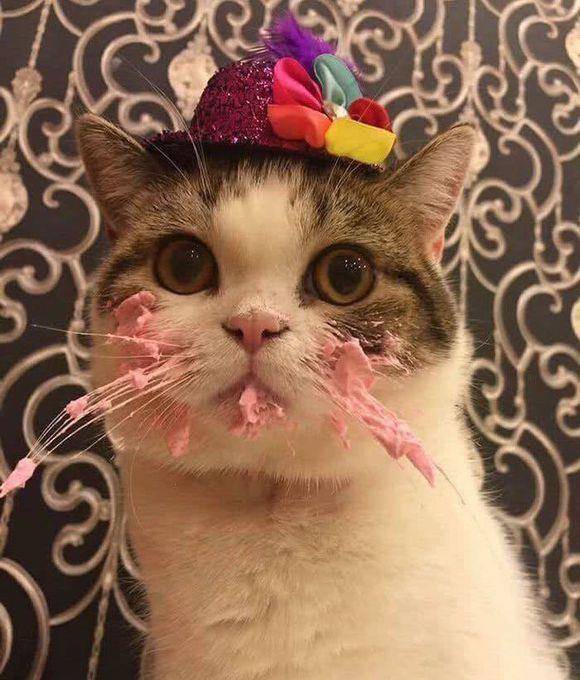 猫咪也爱吃蛋糕!看这馋样儿是不是跟你差不多呢?