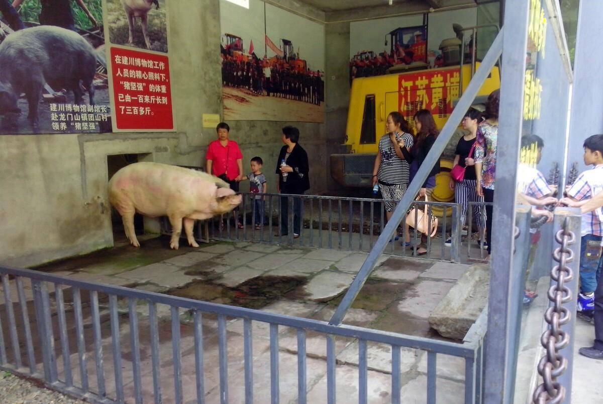 原创那只猪活了14年就要死了,这应该是中国最长寿的猪了