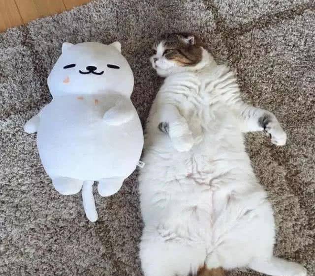 猫咪一觉醒来,睡迷糊了,看到身边的小猫咪:我啥时候生