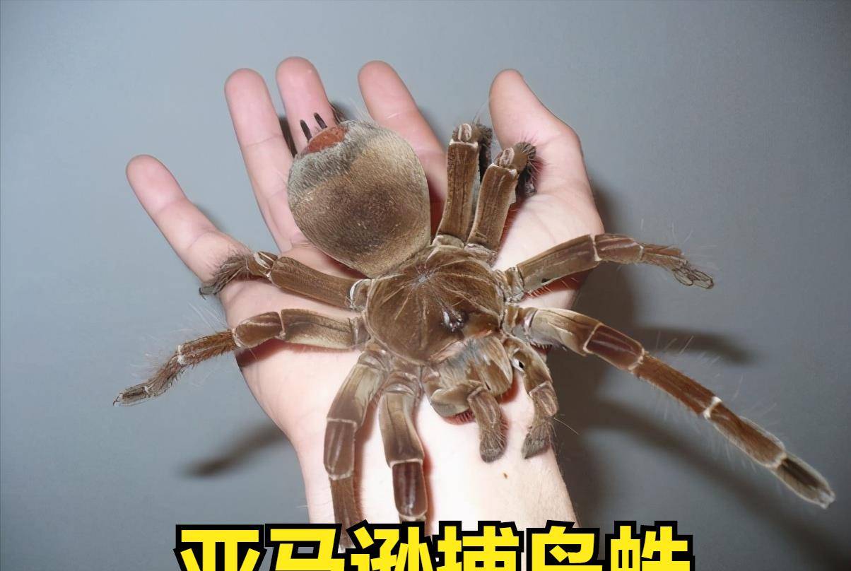 科普:世界上最大的蜘蛛