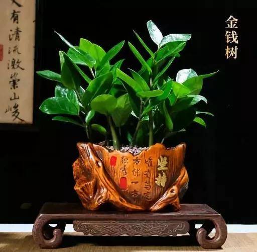 子鼠旺财植物:金钱树