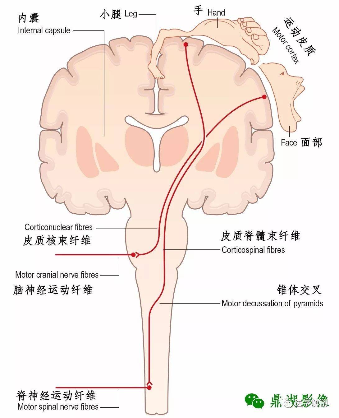 中枢神经系统 | 脑_延髓