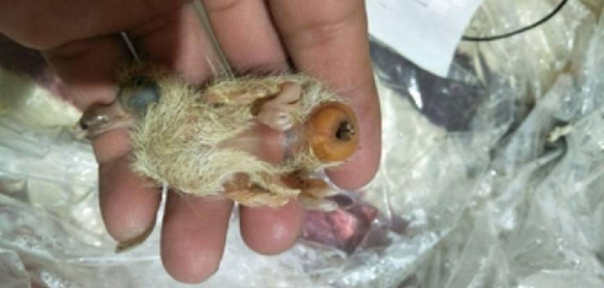原创鸽子繁殖小技巧之幼鸽破壳篇