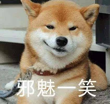 柴犬邪魅感十足?那是你没见过它们