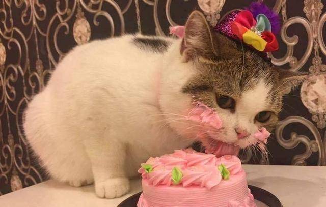 它是我见过吃蛋糕最可爱的猫咪,布偶猫看了估计都眼红