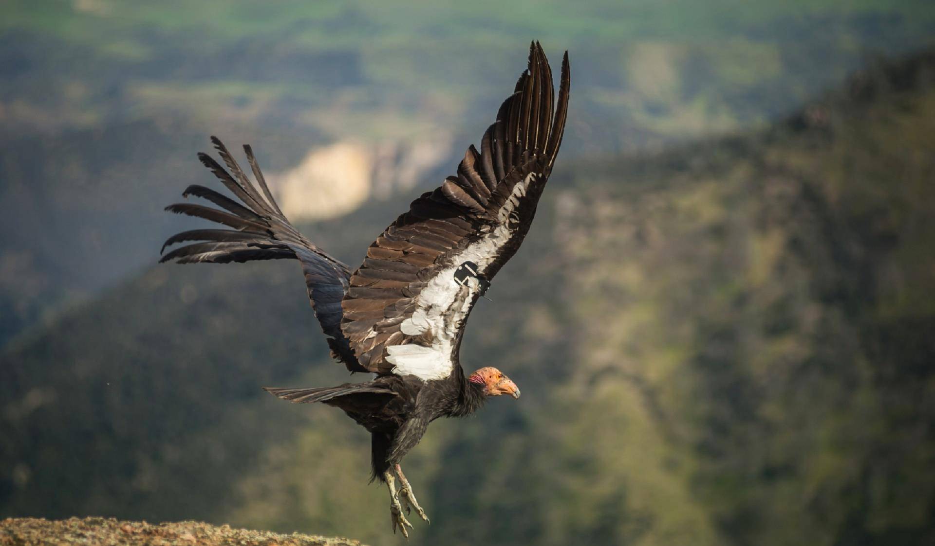 世界上最丑的鸟也玩"3p",加州秃鹰的奇葩交配组合
