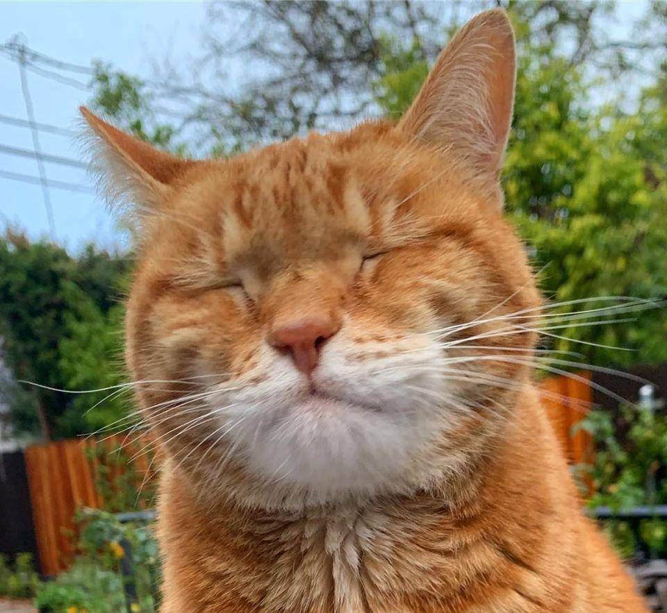 不会自拍的猫咪,每一张照片都超囧,侧脸照竟像周董