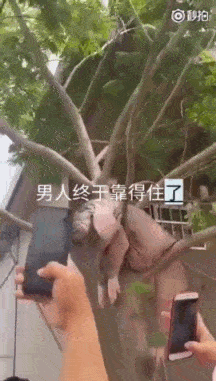 原创男人靠得住猪都会上树?这头猪为给这句话"平反"豁出去了!