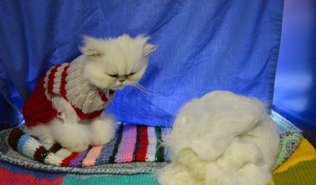安静等待主人的波斯猫