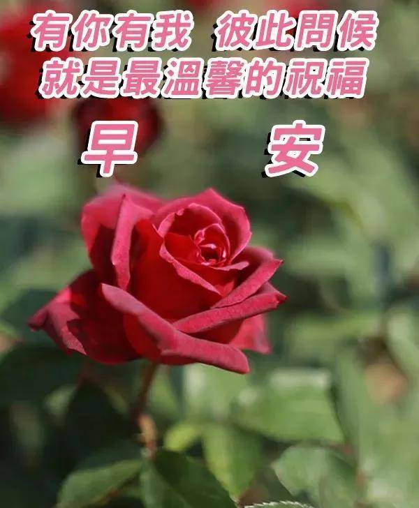 生活要像蝴蝶一样快乐,绚丽,多姿多彩.早安